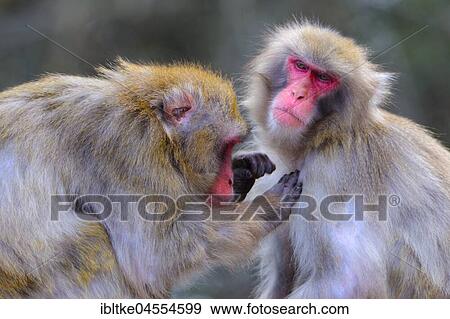 Japanese macaquen (Macaca fuscata) for fur care, captive View Large Photo Image Stock Photo - Japanese macaquen (Macaca fuscata) for fur care, captive. Fotosearch
