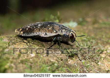 Stock Photo - Jewel beetle (Polybothris sp. ), Montagne d' Ambre National Park, Madagascar, Africa. Fotosearch