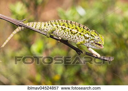 Jewel chameleon (Furcifer lateralis), male, near Ampangabe, Madagascar, Africa View Large Photo Image Stock Photo - Jewel chameleon (Furcifer lateralis), male, near Ampangabe, Madagascar, Africa. Fotosearch