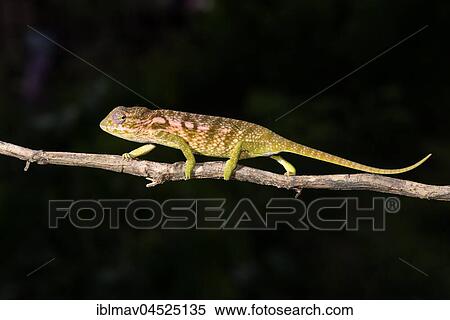 Jewel chameleon (Furcifer lateralis), female, Ankaramibe, Boeny, Madagascar, Africa View Large Photo Image Stock Photography - Jewel chameleon (Furcifer lateralis), female, Ankaramibe, Boeny, Madagascar, Africa. Fotosearch