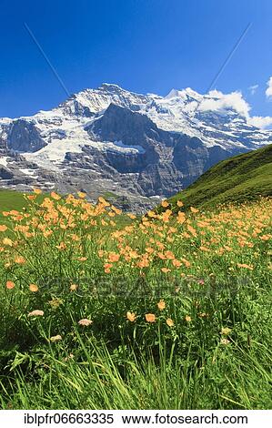 Stock Photography - Jungfrau with crowfoot, Bernese Oberland, Switzerland, Europe. Fotosearch