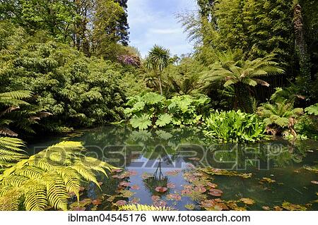 Jungle, The Lost Gardens of Heligan, near St Austell, Cornwall, England, United Kingdom, Europe View Large Photo Image Stock Photograph - Jungle, The Lost Gardens of Heligan, near St Austell, Cornwall, England, United Kingdom, Europe. Fotosearch