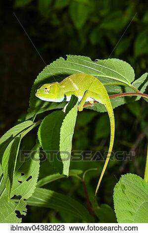 Juvenile male two-horned chameleon (Furcifer bifidus), Andasibe-Mantadia National Park, Alaotra-Mangoro, Madagascar, Africa View Large Photo Image Stock Image - Juvenile male two-horned chameleon (Furcifer bifidus), Andasibe-Mantadia National Park, Alaotra-Mangoro, Madagascar, Africa. Fotosearch