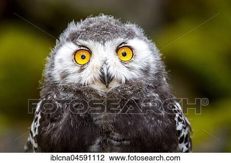 Stock Image - Juvenile Snowy owl (Bubo scandiacus), Portrait, Germany, Europe. Fotosearch