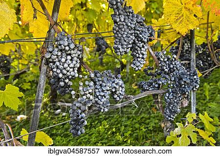Kaolin coating on grapes as a natural pesticide in organic cultivation against spotted wing drosophila (Drosophila suzukii), Rivaz, Lavaux, Vaud, Switzerland, Europe View Large Photo Image Stock Photo - Kaolin coating on grapes as a natural pesticide in organic cultivation against spotted wing drosophila (Drosophila suzukii), Rivaz, Lavaux, Vaud, Switzerland, Europe. Fotosearch