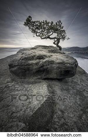 Kiefer auf dem Lilienstein, Saxon Switzerland, Saxony, Germany, Europe View Large Photo Image Picture - Kiefer auf dem Lilienstein, Saxon Switzerland, Saxony, Germany, Europe. Fotosearch
