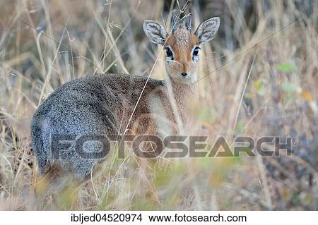 Picture - Kirk's Dik-dik (Madoqua kirkii), adult male facing camera in dry grass, Etosha National Park, Namibia, Africa. Fotosearch