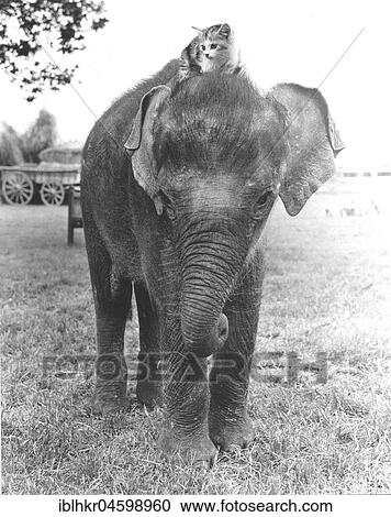 Kitten sits on elephant, England, Great Britain View Large Photo Image Stock Image - Kitten sits on elephant, England, Great Britain. Fotosearch