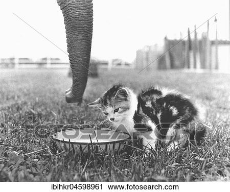 Stock Image - Kittens and elephants drink from bowl, England, Great Britain. Fotosearch