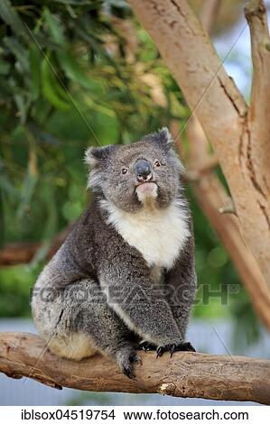 Picture - Koala (Phascolarctos cinereus), adult on tree, Kangaroo Island, South Australia, Australia, Oceania. Fotosearch