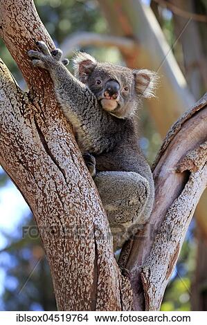 Koala (Phascolarctos cinereus), adult on tree, Kangaroo Island, South Australia, Australia, Oceania View Large Photo Image Picture - Koala (Phascolarctos cinereus), adult on tree, Kangaroo Island, South Australia, Australia, Oceania. Fotosearch