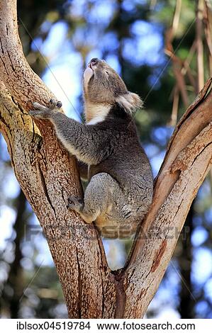 Picture - Koala (Phascolarctos cinereus), adult on tree, calling, sitting in branch fork, Kangaroo Island, South Australia, Australia, Oceania. Fotosearch