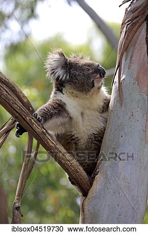 Stock Image - Koala (Phascolarctos cinereus), adult climbing on tree, Mount Lofty, South Australia, Australia, Oceania. Fotosearch