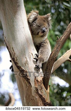 Stock Image - Koala (Phascolarctos cinereus), adult in tree, Mount Lofty, South Australia, Australia, Oceania. Fotosearch