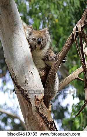 Stock Image - Koala (Phascolarctos cinereus), adult in tree, Mount Lofty, South Australia, Australia, Oceania. Fotosearch