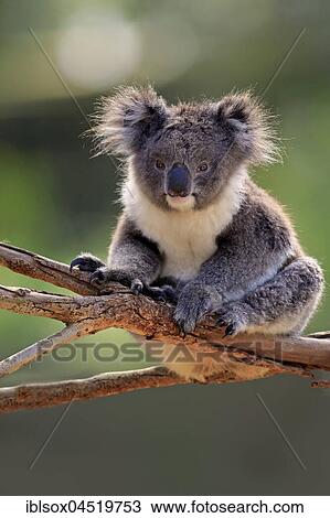 Koala (Phascolarctos cinereus), adult on tree, Kangaroo Island, South Australia, Australia, Oceania View Large Photo Image Stock Image - Koala (Phascolarctos cinereus), adult on tree, Kangaroo Island, South Australia, Australia, Oceania. Fotosearch