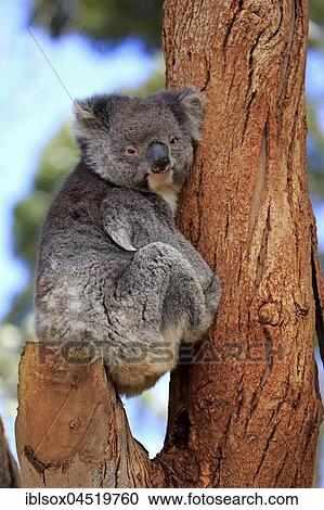 Stock Image - Koala (Phascolarctos cinereus), adult on tree, Kangaroo Island, South Australia, Australia, Oceania. Fotosearch