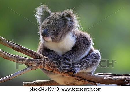 Stock Image - Koala (Phascolarctos cinereus), adult, sitting on tree, Kangaroo Island, South Australia, Australia, Oceania. Fotosearch