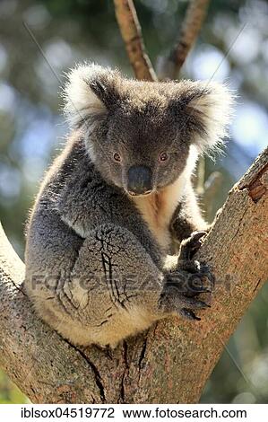 Koala (Phascolarctos cinereus), adult, sitting in branch fork on tree, Kangaroo Island, South Australia, Australia, Oceania View Large Photo Image Stock Image - Koala (Phascolarctos cinereus), adult, sitting in branch fork on tree, Kangaroo Island, South Australia, Australia, Oceania. Fotosearch