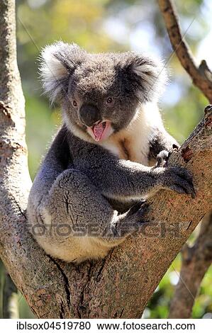 Koala (Phascolarctos cinereus), adult yawning on tree, sitting in branch fork, Kangaroo Island, South Australia, Australia, Oceania View Large Photo Image Stock Image - Koala (Phascolarctos cinereus), adult yawning on tree, sitting in branch fork, Kangaroo Island, South Australia, Australia, Oceania. Fotosearch