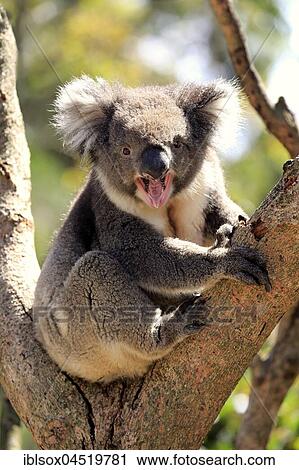 Stock Image - Koala (Phascolarctos cinereus), adult yawning on tree, sitting in branch fork, Kangaroo Island, South Australia, Australia, Oceania. Fotosearch