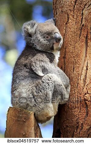 Stock Photo - Koala (Phascolarctos cinereus), adult on tree, Kangaroo Island, South Australia, Australia, Oceania. Fotosearch