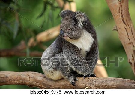 Stock Photo - Koala (Phascolarctos cinereus), adult, sitting on tree, Kangaroo Island, South Australia, Australia, Oceania. Fotosearch