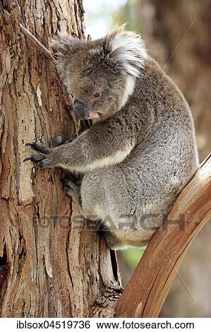 Stock Photograph - Koala (Phascolarctos cinereus), adult on tree, Mount Lofty, South Australia, Australia, Oceania. Fotosearch