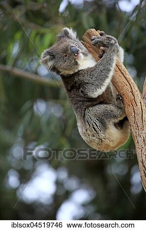 Koala (Phascolarctos cinereus) adult climbing on tree trunk, Kangaroo Island, South Australia, Australia, Oceania View Large Photo Image Stock Photograph - Koala (Phascolarctos cinereus) adult climbing on tree trunk, Kangaroo Island, South Australia, Australia, Oceania. Fotosearch