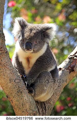 Stock Photograph - Koala (Phascolarctos cinereus), adult, sitting in branch fork on tree, Kangaroo Island, South Australia, Australia, Oceania. Fotosearch
