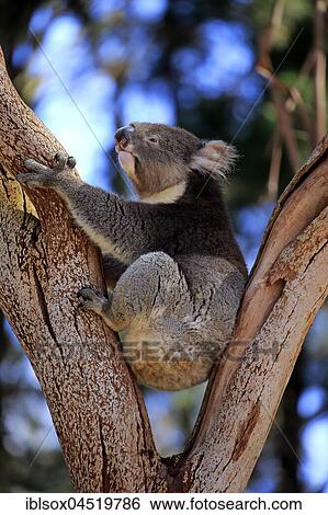 Koala (Phascolarctos cinereus), adult on tree, calling, sitting in branch fork, Kangaroo Island, South Australia, Australia, Oceania View Large Photo Image Stock Photograph - Koala (Phascolarctos cinereus), adult on tree, calling, sitting in branch fork, Kangaroo Island, South Australia, Australia, Oceania. Fotosearch