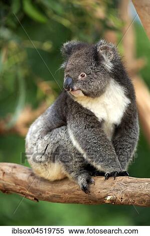 Stock Photography - Koala (Phascolarctos cinereus), adult on tree, Kangaroo Island, South Australia, Australia, Oceania. Fotosearch
