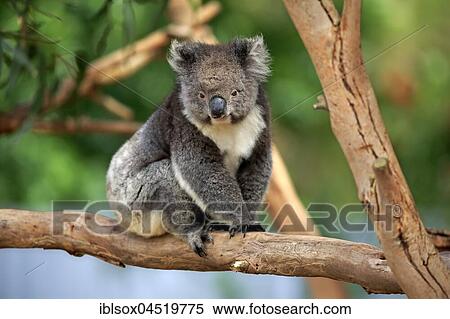 Koala (Phascolarctos cinereus), adult, sitting on tree, Kangaroo Island, South Australia, Australia, Oceania View Large Photo Image Stock Photography - Koala (Phascolarctos cinereus), adult, sitting on tree, Kangaroo Island, South Australia, Australia, Oceania. Fotosearch