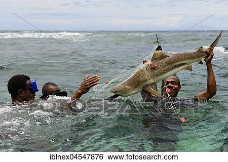 Korafe tribe, fishermen with speared Blacktip reef shark (Carcharhinus melanopterus), Yavi Village, Tufi, Papua New Guinea, Oceania View Large Photo Image Stock Photograph - Korafe tribe, fishermen with speared Blacktip reef shark (Carcharhinus melanopterus), Yavi Village, Tufi, Papua New Guinea, Oceania. Fotosearch