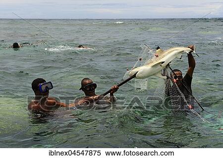 Korafe tribe, fishermen with speared Blacktip reef shark (Carcharhinus melanopterus), Yavi Village, Tufi, Papua New Guinea, Oceania View Large Photo Image Stock Photography - Korafe tribe, fishermen with speared Blacktip reef shark (Carcharhinus melanopterus), Yavi Village, Tufi, Papua New Guinea, Oceania. Fotosearch