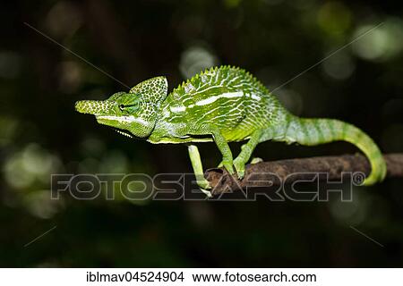 Labord's chameleon (Furcifer labordi), male, Kirindy National Park, Madagascar, Africa View Large Photo Image Picture - Labord's chameleon (Furcifer labordi), male, Kirindy National Park, Madagascar, Africa. Fotosearch