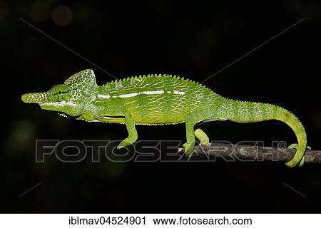 Labord's chameleon (Furcifer labordi), male, Kirindy National Park, Madagascar, Africa View Large Photo Image Stock Image - Labord's chameleon (Furcifer labordi), male, Kirindy National Park, Madagascar, Africa. Fotosearch