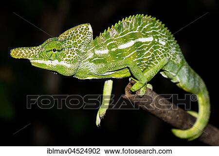 Labord's chameleon (Furcifer labordi), male, Kirindy National Park, Madagascar, Africa View Large Photo Image Stock Image - Labord's chameleon (Furcifer labordi), male, Kirindy National Park, Madagascar, Africa. Fotosearch