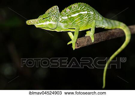 Labord's chameleon (Furcifer labordi), male, Kirindy National Park, Madagascar, Africa View Large Photo Image Stock Image - Labord's chameleon (Furcifer labordi), male, Kirindy National Park, Madagascar, Africa. Fotosearch