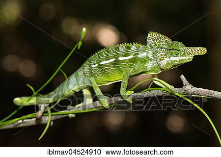 Labord's chameleon (Furcifer labordi), male, Kirindy National Park, Madagascar, Africa View Large Photo Image Stock Image - Labord's chameleon (Furcifer labordi), male, Kirindy National Park, Madagascar, Africa. Fotosearch