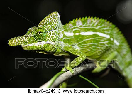 Labord's chameleon (Furcifer labordi), male, Kirindy National Park, Madagascar, Africa View Large Photo Image Stock Image - Labord's chameleon (Furcifer labordi), male, Kirindy National Park, Madagascar, Africa. Fotosearch