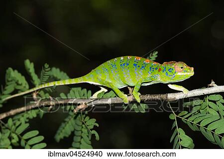 Labord's chameleon (Furcifer labordi), Female, Kirindy National Park, Madagascar, Africa View Large Photo Image Stock Image - Labord's chameleon (Furcifer labordi), Female, Kirindy National Park, Madagascar, Africa. Fotosearch