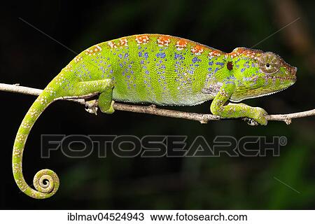Labord's chameleon (Furcifer labordi), Female, Kirindy National Park, Madagascar, Africa View Large Photo Image Stock Image - Labord's chameleon (Furcifer labordi), Female, Kirindy National Park, Madagascar, Africa. Fotosearch