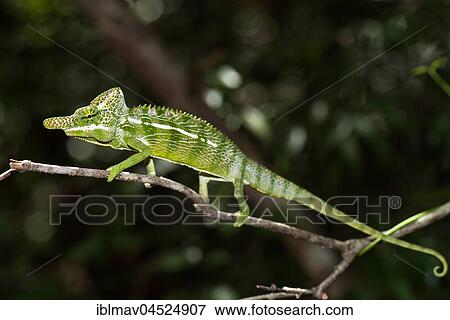 Stock Photo - Labord's chameleon (Furcifer labordi), male, Kirindy National Park, Madagascar, Africa. Fotosearch