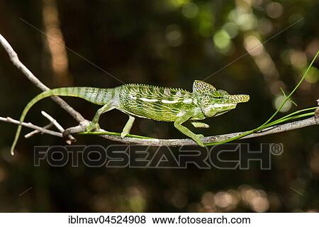 Stock Photo - Labord's chameleon (Furcifer labordi), male, Kirindy National Park, Madagascar, Africa. Fotosearch