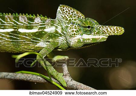 Labord's chameleon (Furcifer labordi), male, Kirindy National Park, Madagascar, Africa View Large Photo Image Stock Photo - Labord's chameleon (Furcifer labordi), male, Kirindy National Park, Madagascar, Africa. Fotosearch