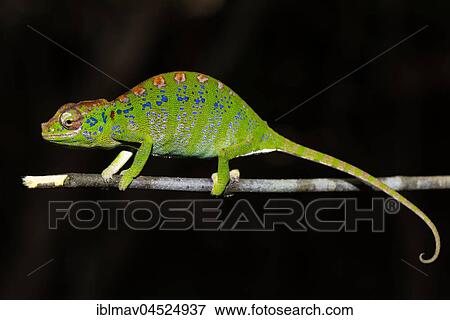 Labord's chameleon (Furcifer labordi), Female, Kirindy National Park, Madagascar, Africa View Large Photo Image Stock Photo - Labord's chameleon (Furcifer labordi), Female, Kirindy National Park, Madagascar, Africa. Fotosearch