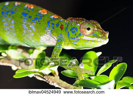 Labord's chameleon (Furcifer labordi), Female, Kirindy National Park, Madagascar, Africa View Large Photo Image Stock Photo - Labord's chameleon (Furcifer labordi), Female, Kirindy National Park, Madagascar, Africa. Fotosearch