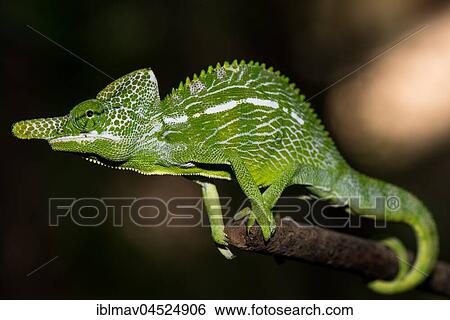 Labord's chameleon (Furcifer labordi), male, Kirindy National Park, Madagascar, Africa View Large Photo Image Stock Photograph - Labord's chameleon (Furcifer labordi), male, Kirindy National Park, Madagascar, Africa. Fotosearch