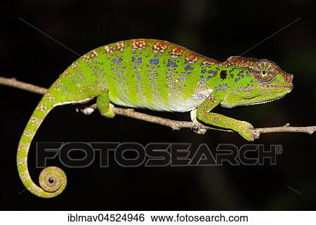 Labord's chameleon (Furcifer labordi), Female, Kirindy National Park, Madagascar, Africa View Large Photo Image Stock Photograph - Labord's chameleon (Furcifer labordi), Female, Kirindy National Park, Madagascar, Africa. Fotosearch